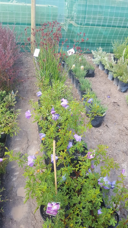 Close up of flowering native plants in nursery pots, Blackwood Forest Plant Farm