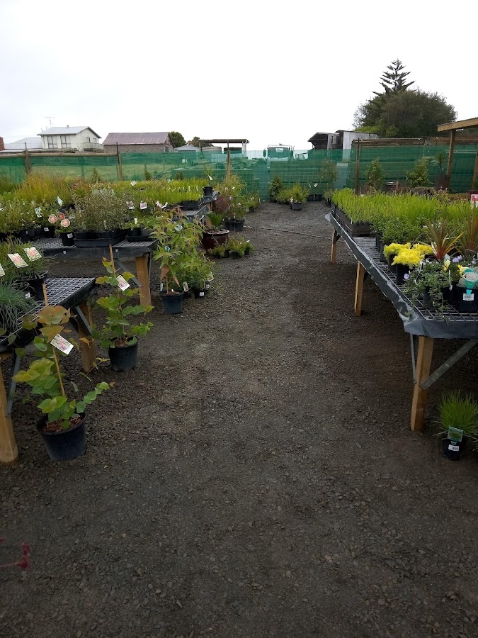 Display benches with a variety of native plants, Blackwood Forest Plant Farm